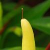 Capsicum annuum 'Chilly Chili', fruit