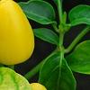 Capsicum annuum 'NuMex Memorial Day', fruit