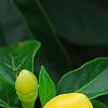 Capsicum annuum 'NuMex Memorial Day', fruit