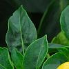 Capsicum annuum 'NuMex Memorial Day', fruit