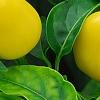 Capsicum annuum 'NuMex Memorial Day', fruit