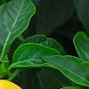 Capsicum annuum 'NuMex Memorial Day', fruit