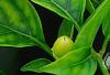 Capsicum annuum 'NuMex Memorial Day', fruit