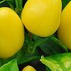 Capsicum annuum 'NuMex Memorial Day', fruit