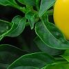 Capsicum annuum 'NuMex Memorial Day', fruit