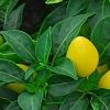 Capsicum annuum 'NuMex Memorial Day', fruit