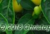 Capsicum annuum 'NuMex Memorial Day', fruit