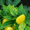 Capsicum annuum 'NuMex Memorial Day', fruit