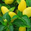 Capsicum annuum 'NuMex Memorial Day', fruit