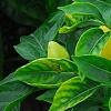 Capsicum annuum 'NuMex Memorial Day', fruit