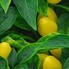 Capsicum annuum 'NuMex Memorial Day', fruit