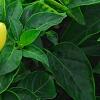 Capsicum annuum 'NuMex Memorial Day', fruit