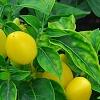 Capsicum annuum 'NuMex Memorial Day', fruit
