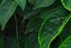 Capsicum annuum 'NuMex Memorial Day', fruit