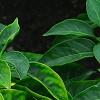 Capsicum annuum 'NuMex Memorial Day', fruit