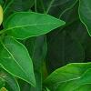 Capsicum annuum 'NuMex Memorial Day', fruit