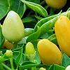 Capsicum annuum 'NuMex Summer Solstice', fruit