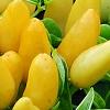 Capsicum annuum 'NuMex Summer Solstice', fruit