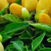 Capsicum annuum 'NuMex Summer Solstice', fruit