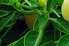 Capsicum annuum 'NuMex Summer Solstice', fruit