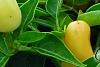 Capsicum annuum 'NuMex Summer Solstice', fruit