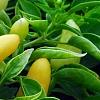Capsicum annuum 'NuMex Summer Solstice', fruit
