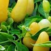 Capsicum annuum 'NuMex Summer Solstice', fruit