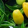 Capsicum annuum 'NuMex Summer Solstice', fruit
