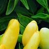 Capsicum annuum 'NuMex Summer Solstice', fruit