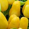 Capsicum annuum 'NuMex Summer Solstice', fruit