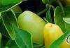 Capsicum annuum 'NuMex Summer Solstice', fruit