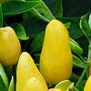 Capsicum annuum 'NuMex Summer Solstice', fruit