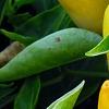 Capsicum annuum 'NuMex Summer Solstice', fruit