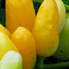 Capsicum annuum 'NuMex Summer Solstice', fruit