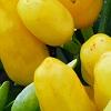 Capsicum annuum 'NuMex Summer Solstice', fruit
