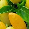 Capsicum annuum 'NuMex Summer Solstice', fruit