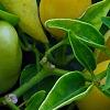 Capsicum annuum 'NuMex Summer Solstice', fruit