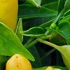 Capsicum annuum 'NuMex Summer Solstice', fruit