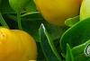 Capsicum annuum 'NuMex Summer Solstice', fruit