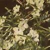 Nicotiana x sanderae 'Domino Limegreen', habit