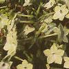 Nicotiana x sanderae 'Domino Limegreen', habit