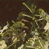Nicotiana x sanderae 'Domino Limegreen', habit