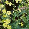 Nicotiana x sanderae 'Domino Limegreen', habit
