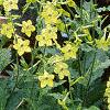 Nicotiana x sanderae 'Domino Limegreen', habit