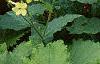 Nicotiana x sanderae 'Domino Limegreen', habit