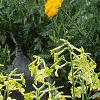 Nicotiana x sanderae 'Domino Limegreen', habit