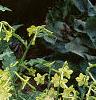 Nicotiana x sanderae 'Domino Limegreen', habit