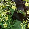 Nicotiana x sanderae 'Domino Limegreen', habit