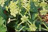 Nicotiana x sanderae 'Domino Limegreen', habit