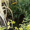 Nicotiana x sanderae 'Domino Limegreen', habit